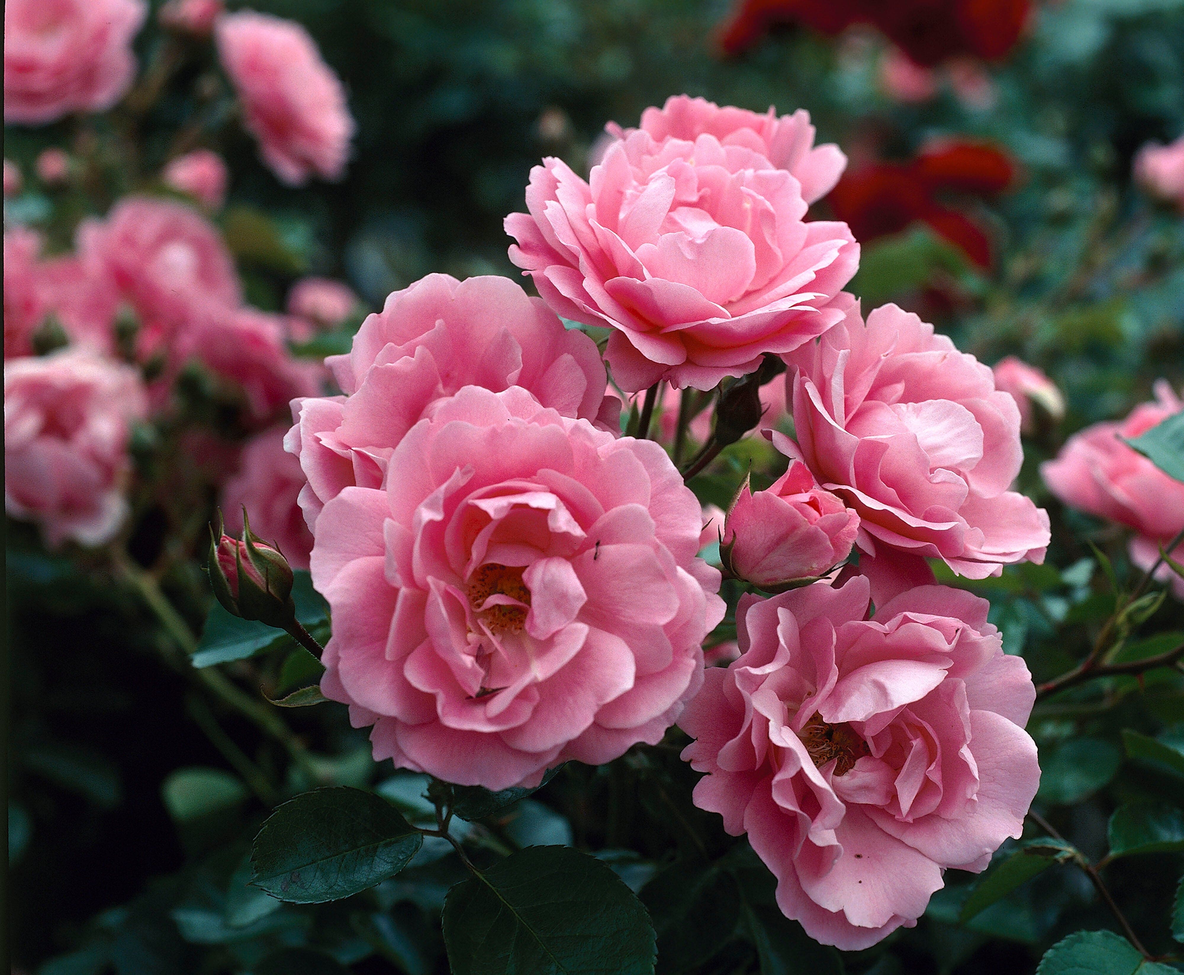 Ros 'Drottning Elizabeth®'